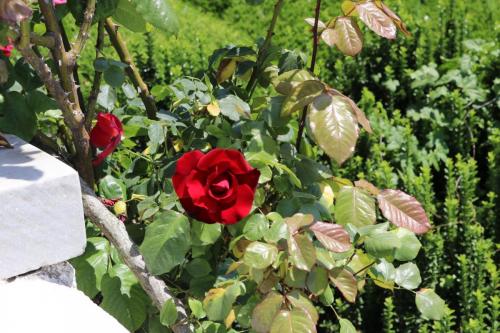 Rose Garden